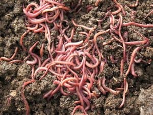 Kaliforniya Solucanı - 1  Adet